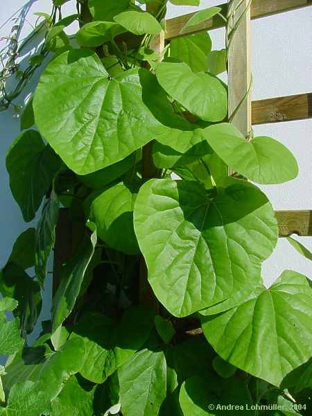 Aristolochia tomentosa