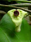 Aristolochia tomentosa