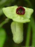 Aristolochia tomentosa