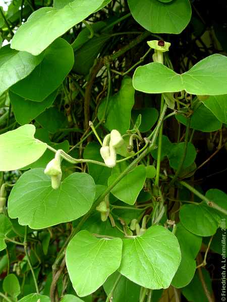 Aristolochia tomentosa