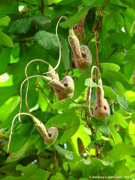 Aristolochia triloba