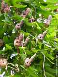 Aristolochia triloba 