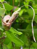 Aristolochia triloba