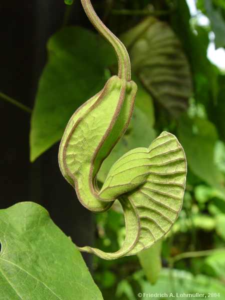 Aristolochia grandiflora