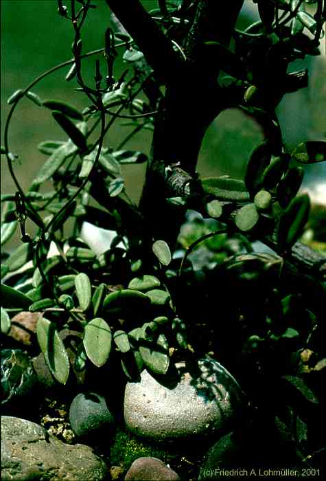 Ceropegia africana ssp. africana