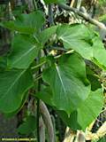 Tassadia species