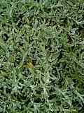 Helichrysum flanaganii