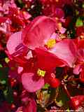 Begonia semperflorens-cultorum hort.
