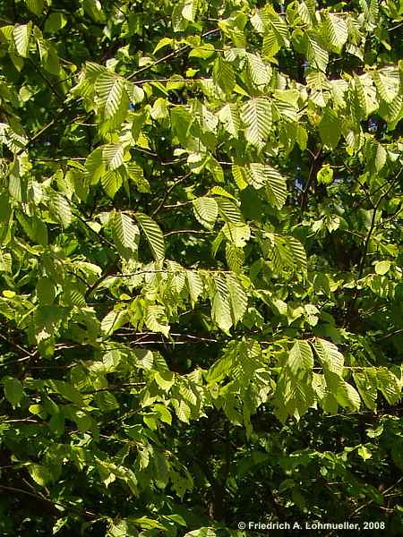 Carpinus betulus