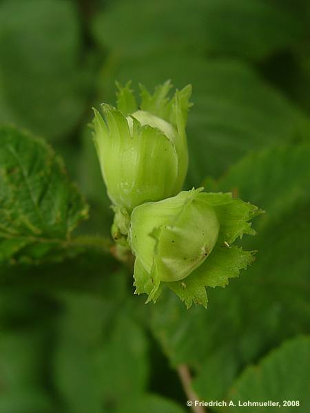 Corylus avalena