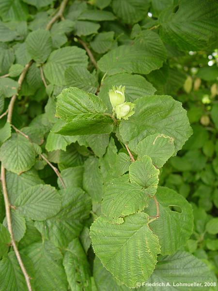 Corylus avalena