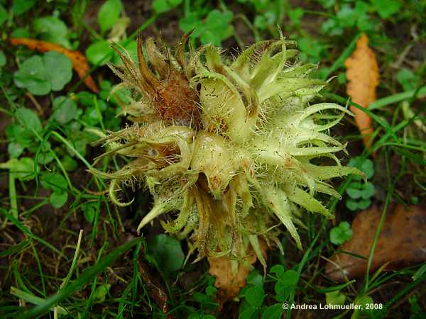 Corylus colurna