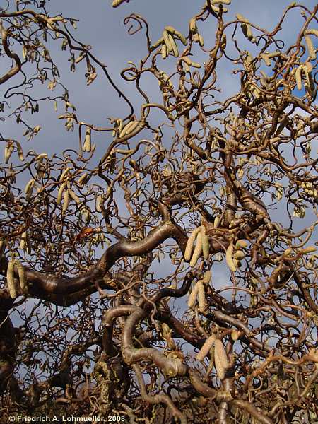 Corylus avalena cf. Contorta