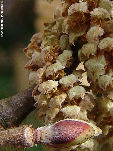 Corylus colurna