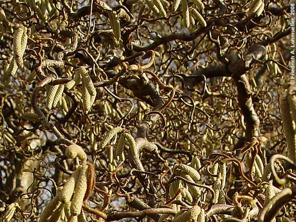 Corylus colurna