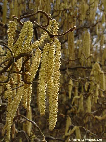 Corylus avalena cf. Contorta