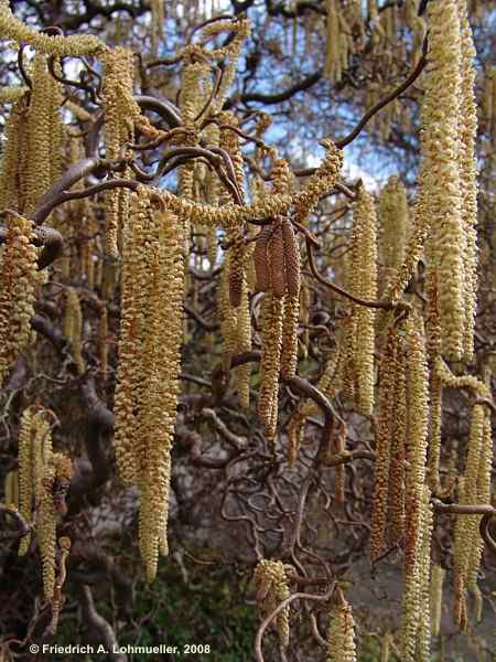 Corylus avalena cf. Contorta