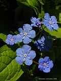 Omphalodes