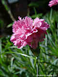 Dianthus cv