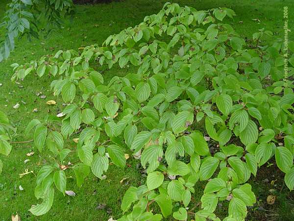 Cornus controversa