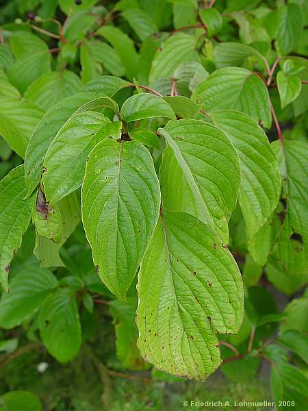 Cornus controversa