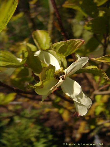 Cornus florida