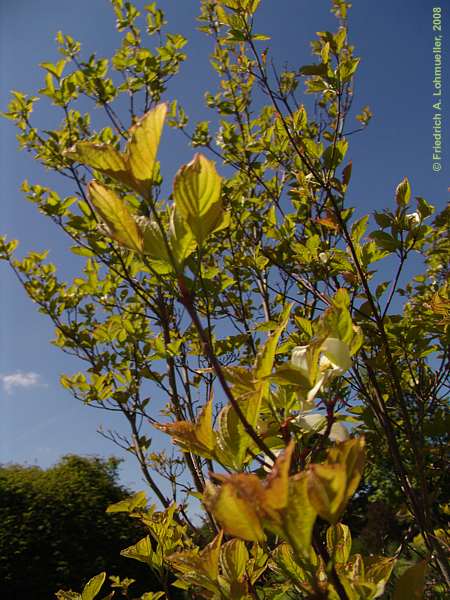 Cornus florida