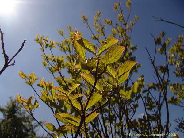 Cornus florida