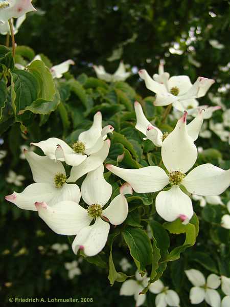 Cornus kousa