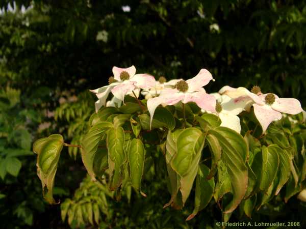 Cornus kousa