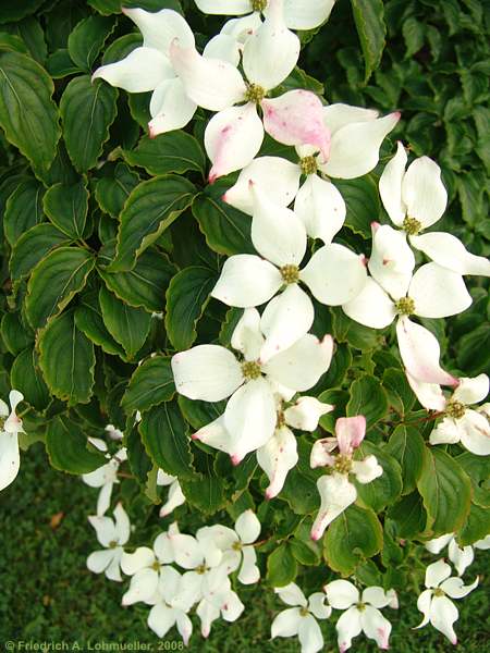 Cornus kousa