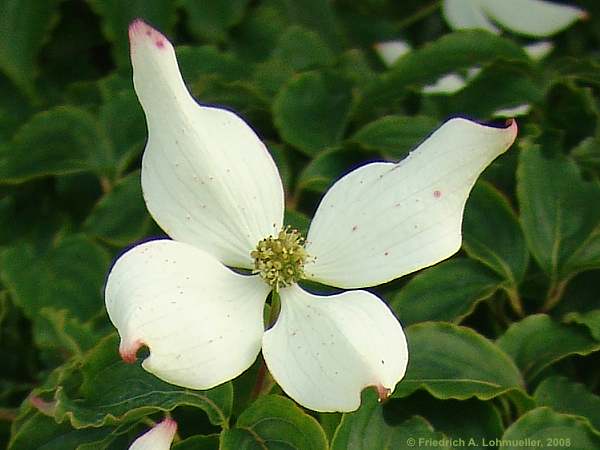 Cornus kousa