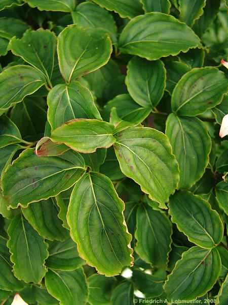 Cornus kousa