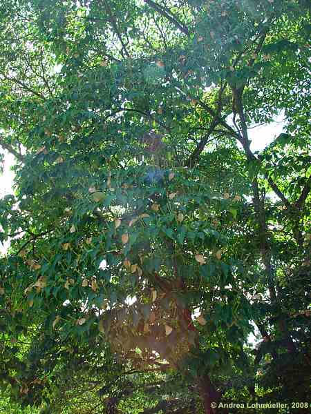 Cornus kousa var. chinensis