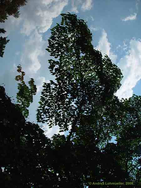 Cornus kousa var. chinensis