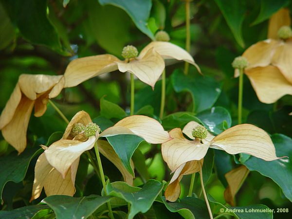 Cornus kousa var. chinensis