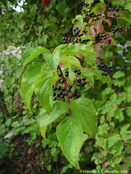 Cornus sanguinea