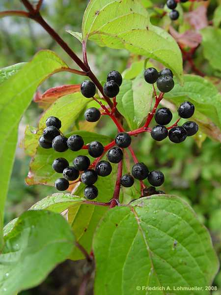 Cornus sanguinea