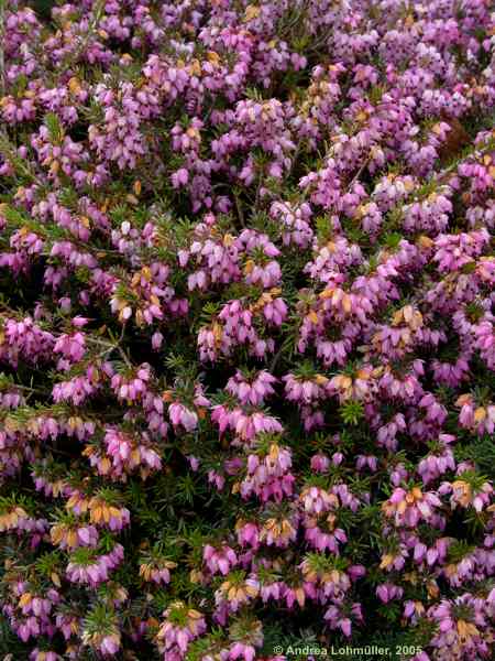 Erica carnea