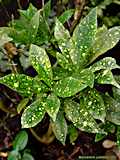 Codiaeum variegatum 'Aucubifolium'