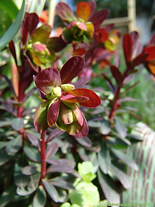 Euphorbia amygdaloides 'Blackbird'