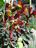 Euphorbia amygdaloides 'Blackbird'