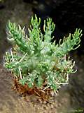 Euphorbia arida
