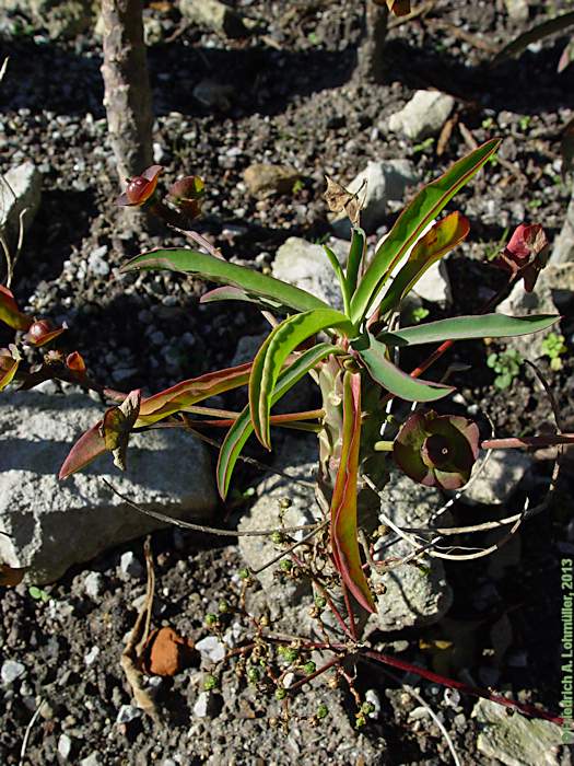 Euphorbia bubalina