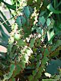 Euphorbia caerulescens