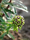 Euphorbia characias 'Black Pearl'