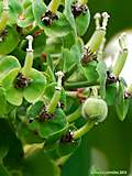 Euphorbia characias 'Black Pearl'