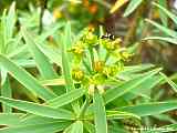 Euphorbia broussonetii