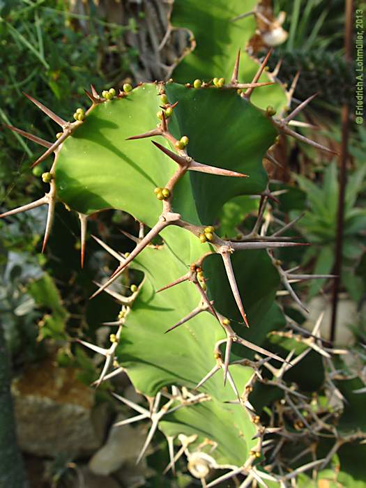 Euphorbia grandicornus