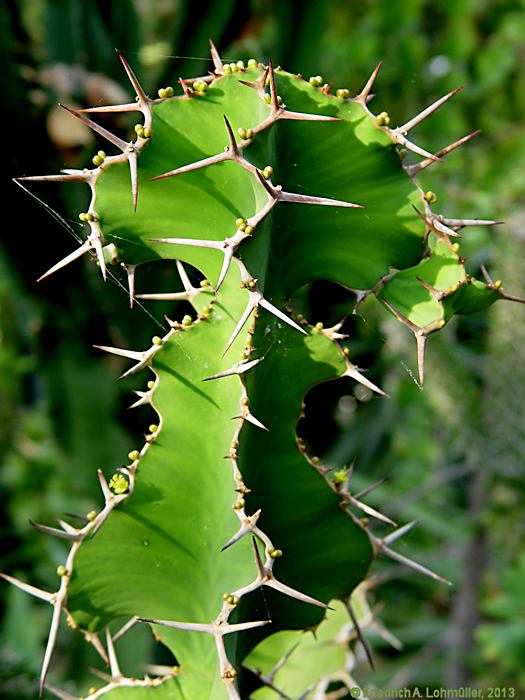 Euphorbia grandicornus